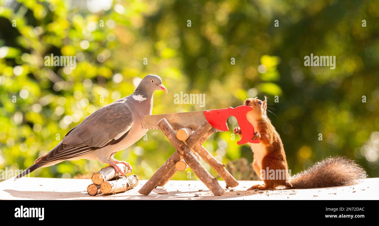 Rotes Eichhörnchen und Taube, die Holz sägen Stockfoto
