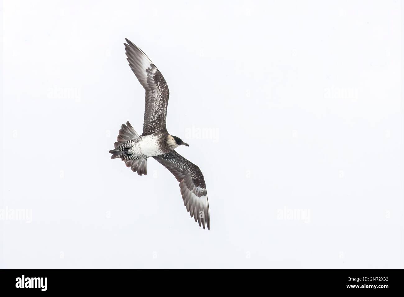 Pomarine skua oder Pomarine jaeger, Stercorarius pomarinus, Single Bird in Flight over ICE, Svalbard, Spitsbergen, Norwegen Stockfoto