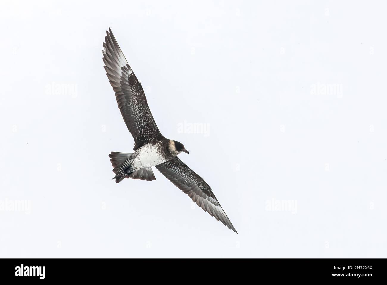 Pomarine skua oder Pomarine jaeger, Stercorarius pomarinus, Single Bird in Flight over ICE, Svalbard, Spitsbergen, Norwegen Stockfoto