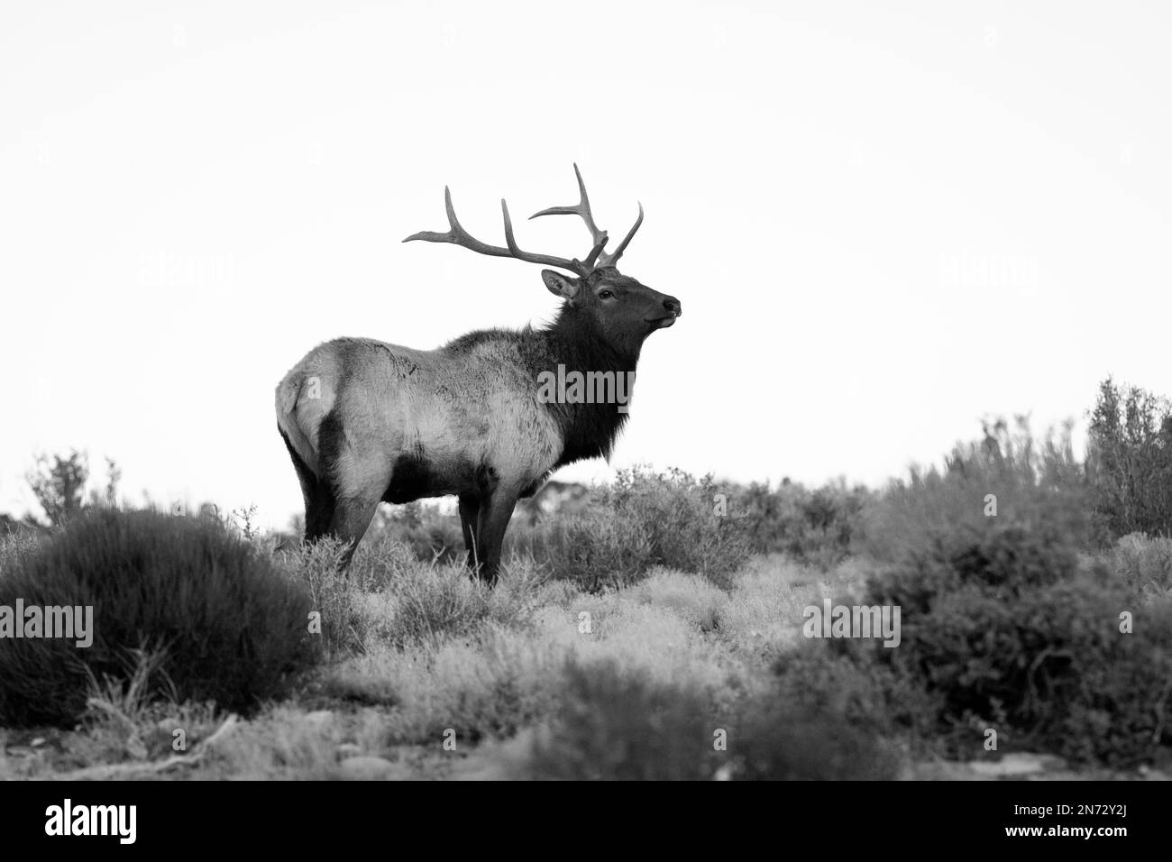 Las Vegas, Nevada, USA. 9. Februar 2023. (ANMERKUNG DER REDAKTEURE: Das Bild wurde in Schwarz-Weiß umgewandelt) Ein Bullenwapfel (Cervus canadensis) sieht zu, wie er am 9. Februar 2023 außerhalb der Berggemeinde Cold Creek, Nevada, grast. Cold Creek, 45 Meilen vom Stadtzentrum von Las Vegas entfernt, liegt im Humboldt-Toiyabe National Forest und im Spring Mountains National Recreation Area. (Kreditbild: © David Becker/ZUMA Press Wire) NUR REDAKTIONELLE VERWENDUNG! Nicht für den kommerziellen GEBRAUCH! Stockfoto