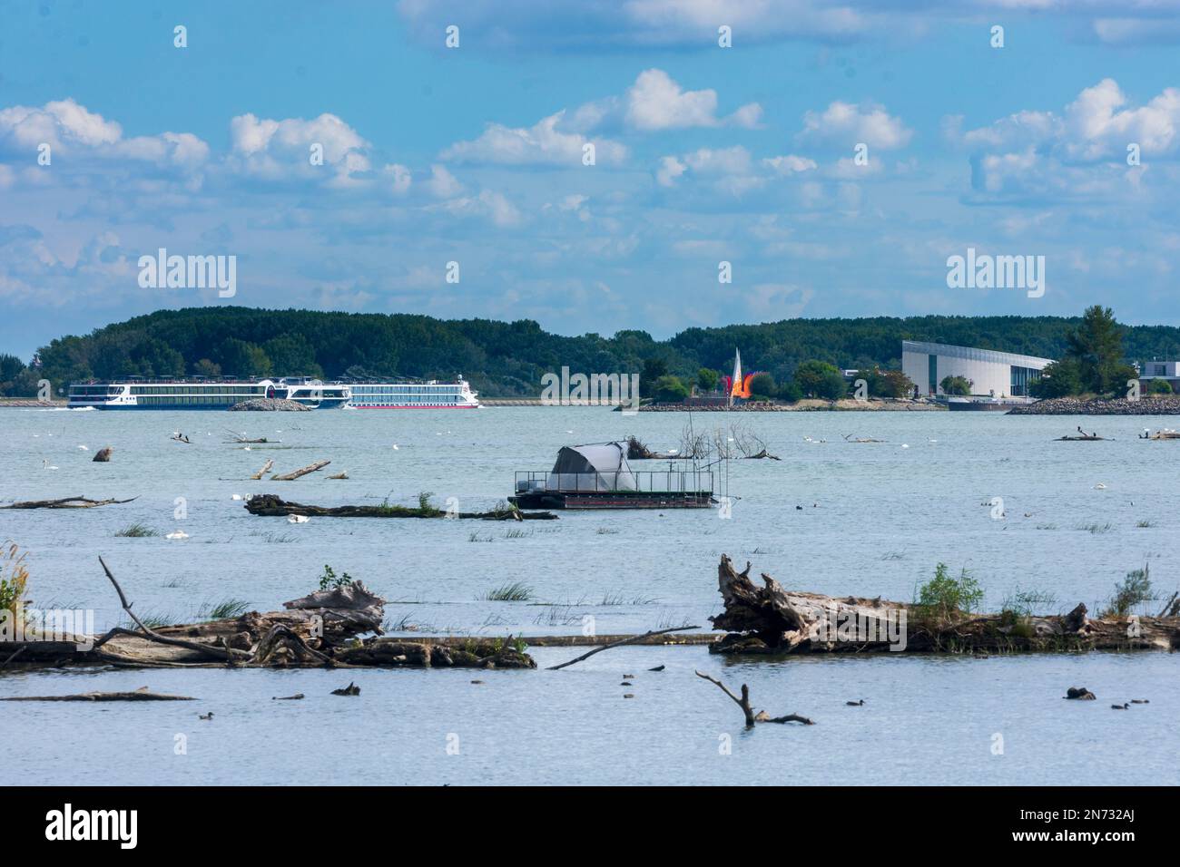 Bratislava (Pressburg), breiter Teil der Donau in der Nähe von Cunovo, schwimmende Baumstämme, stumme Schwäne, Kreuzfahrtschiffe in der Slowakei Stockfoto