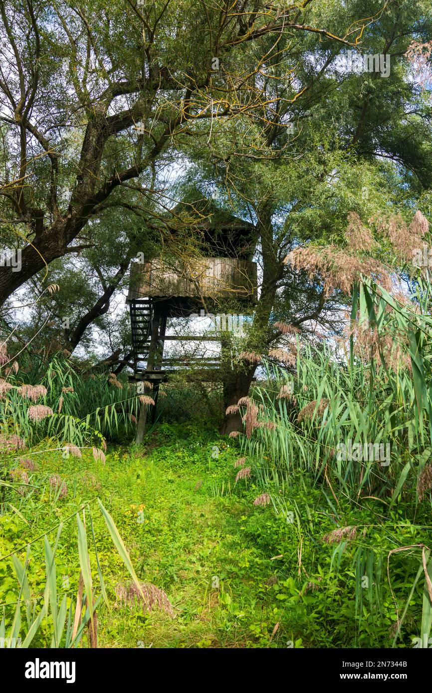 Szigetköz (kleine Roggeninsel, kleine Schüttinsel), Aussichtsturm, Schilf in Donauflutgebieten, Györ-Moson-Sopron, Ungarn Stockfoto