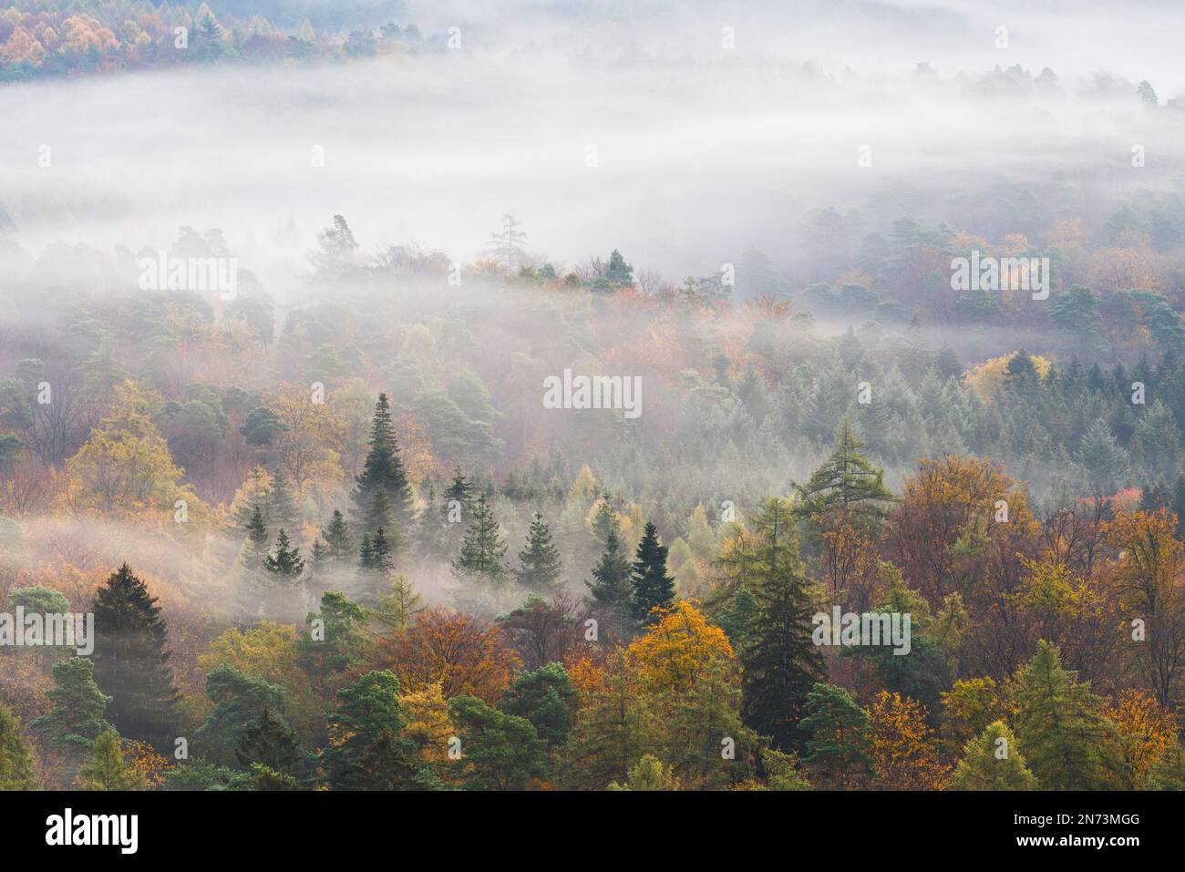 Nebelschleier, die durch den Wald driften, Herbstatmosphäre im Naturpark Pfälzerwald, Biosphärenreservat Pfälzerwald-Nordvogesen, Rheinland-Pfalz Stockfoto