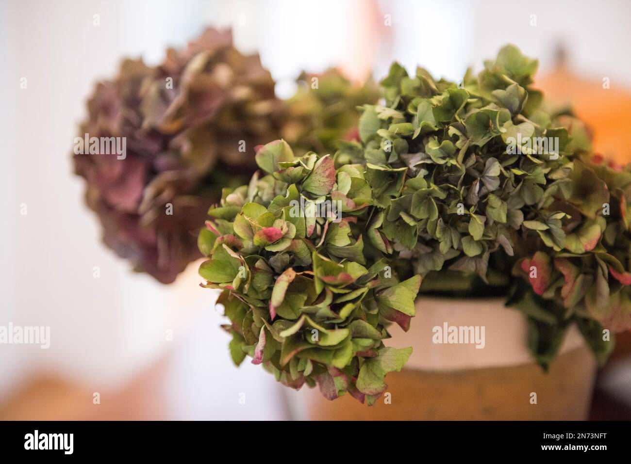 Blumen, getrocknete Hortensien Stockfoto