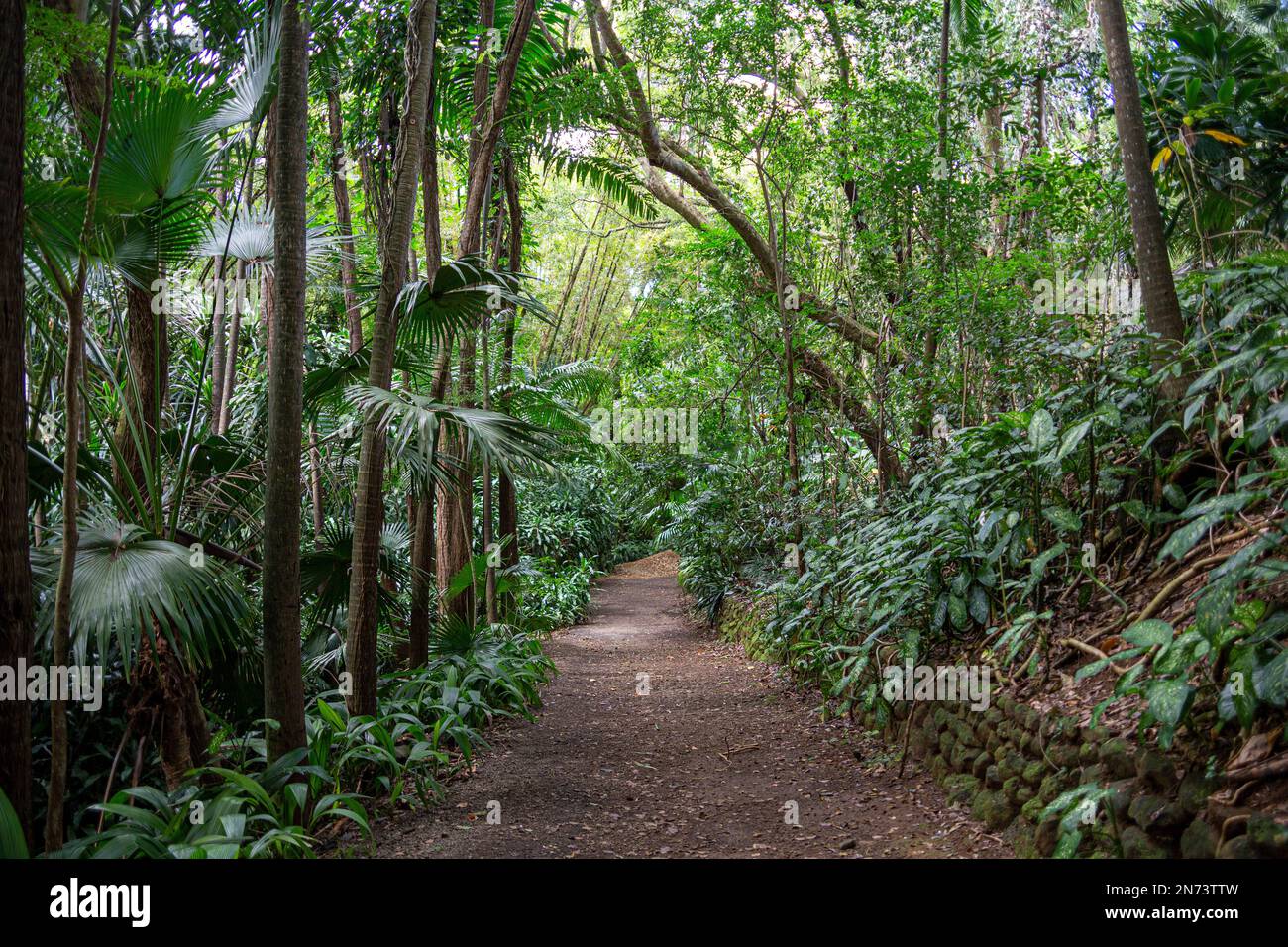 Dschungel im La Vanille Nature Park, Mauritius Island, Afrika Stockfoto