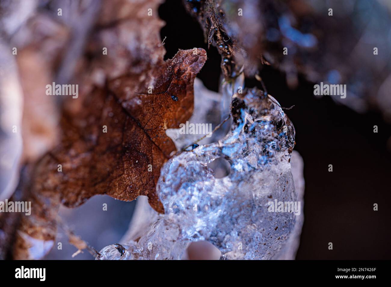 Eine Nahaufnahme von gefrorenen Wassertropfen und braunen Blättern. Stockfoto