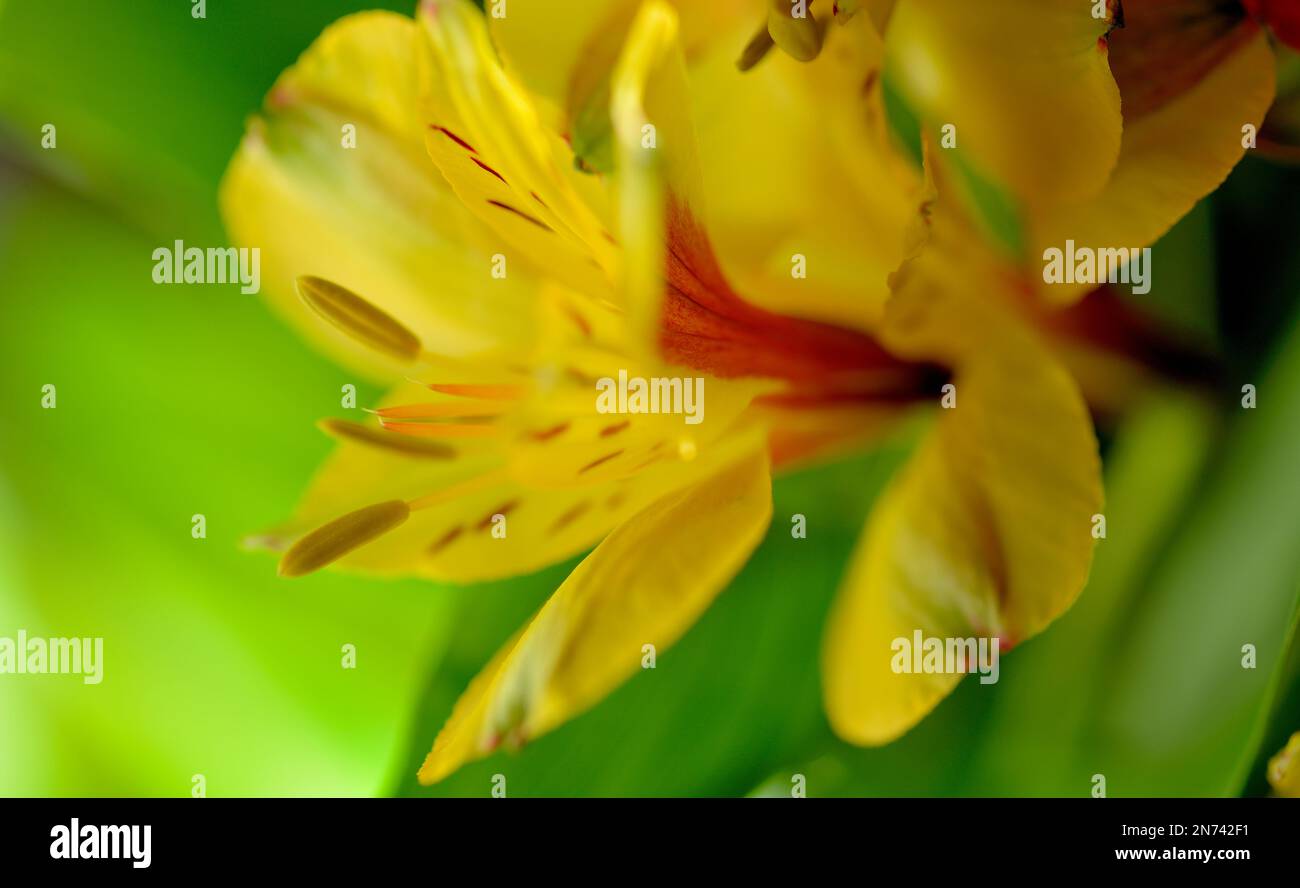 Gelbe Alstroemeria im Profil vor grünem Hintergrund. Stockfoto