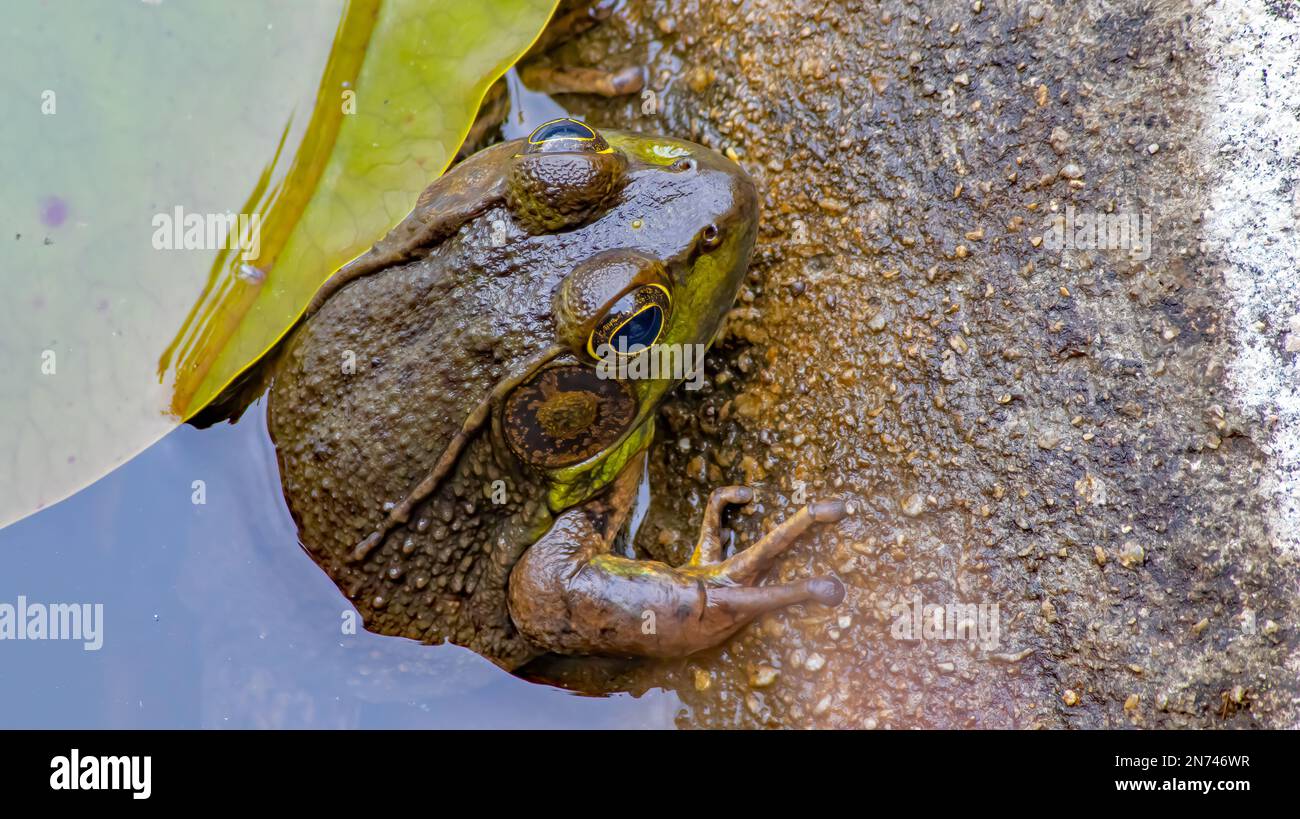 Meeresbohibien südamerikanischer Bullfrosch im Lilly Pond Grüner Schweinefrösch unter Wasser im Beton Gartenteich Nahaufnahme Froschfoto Stockfoto