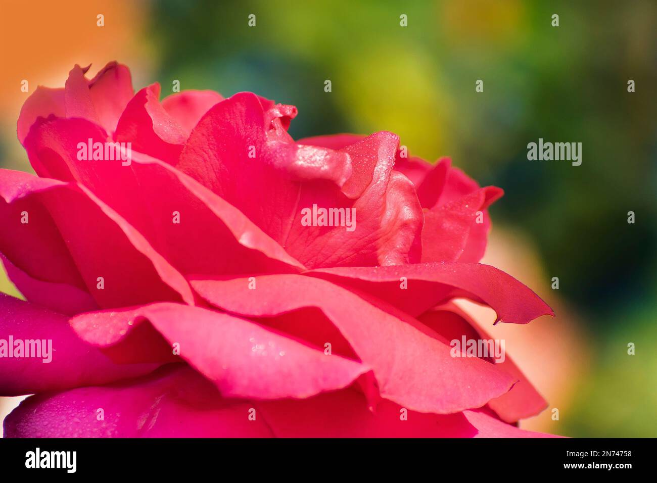 Rosa Rose, Blüte der holzigen mehrjährigen blühenden Pflanze, Gattung Rosa, Familie Rosaceae. Es gibt mehr als 300 Arten und viele Unterarten Stockfoto