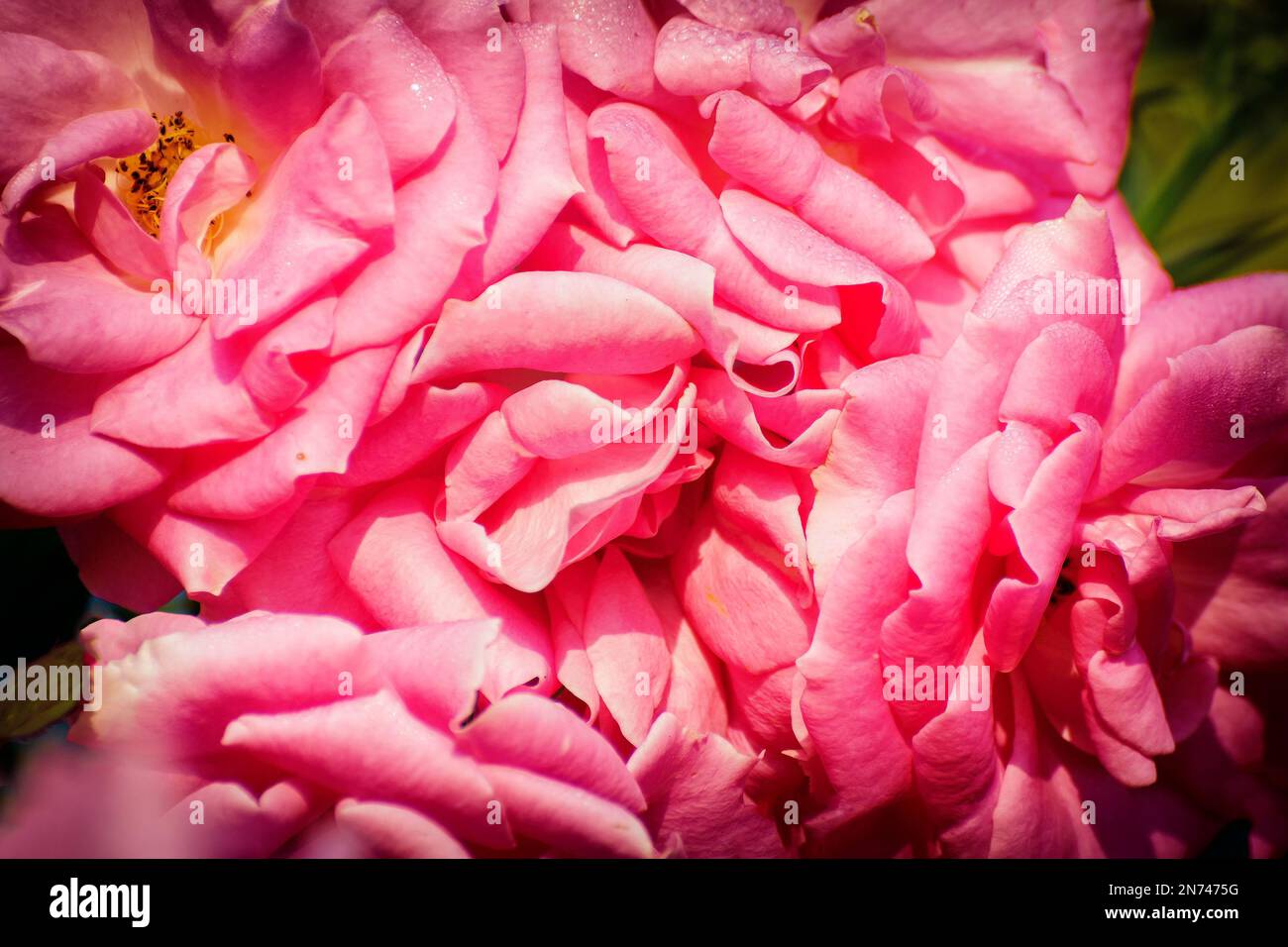 Rosa Rose, Blüte der holzigen mehrjährigen blühenden Pflanze, Gattung Rosa, Familie Rosaceae. Es gibt mehr als 300 Arten und viele Unterarten Stockfoto