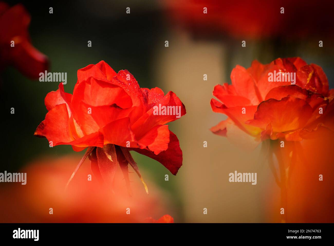 Orange Rose, Blüte der holzigen mehrjährigen blühenden Pflanze, Gattung Rosa, Familie Rosaceae. Es gibt mehr als 300 Arten und viele Unterarten. Stockfoto