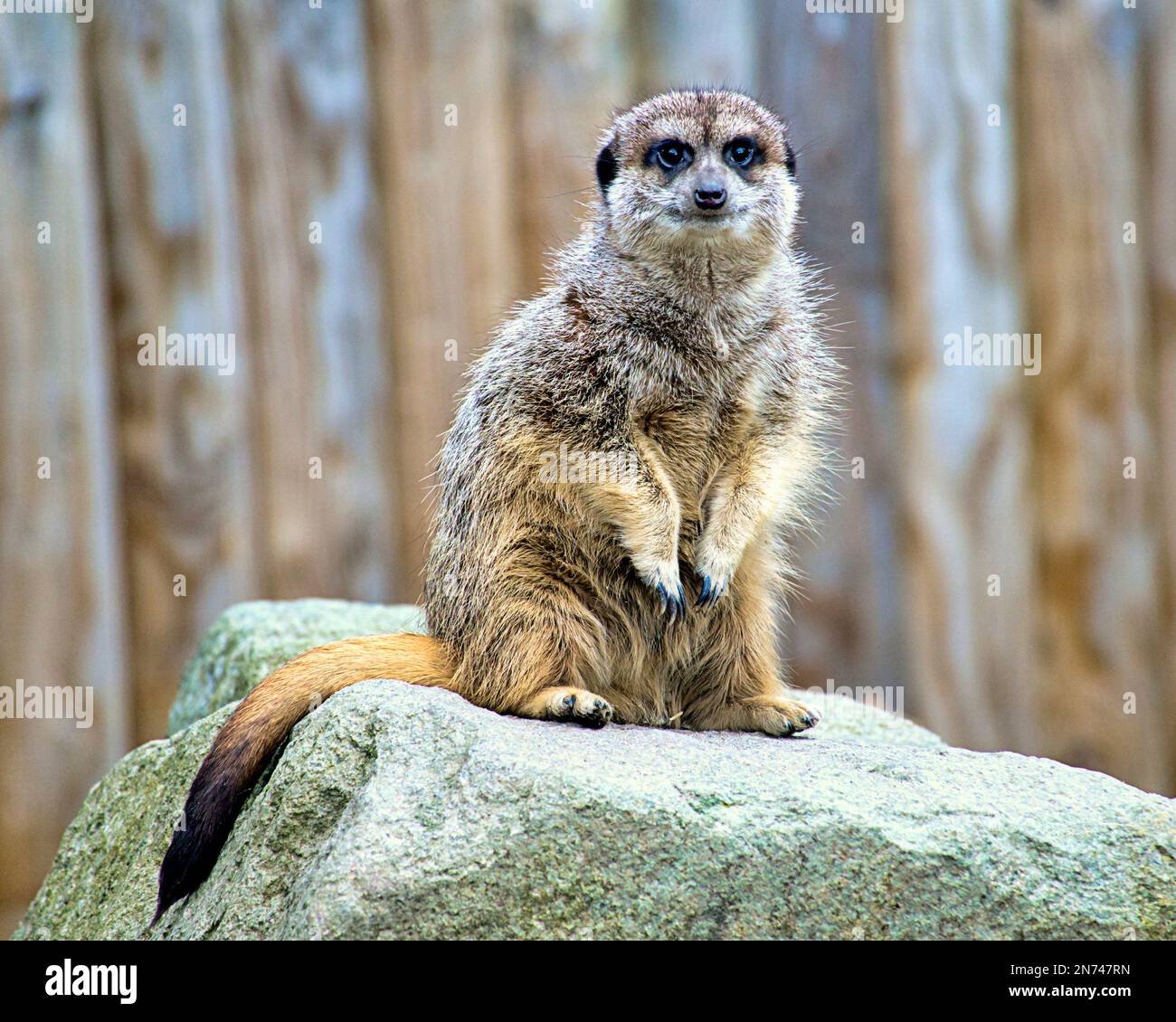 Erdmännchen-Erdmännchen-Zoo Edinburgh Stockfoto