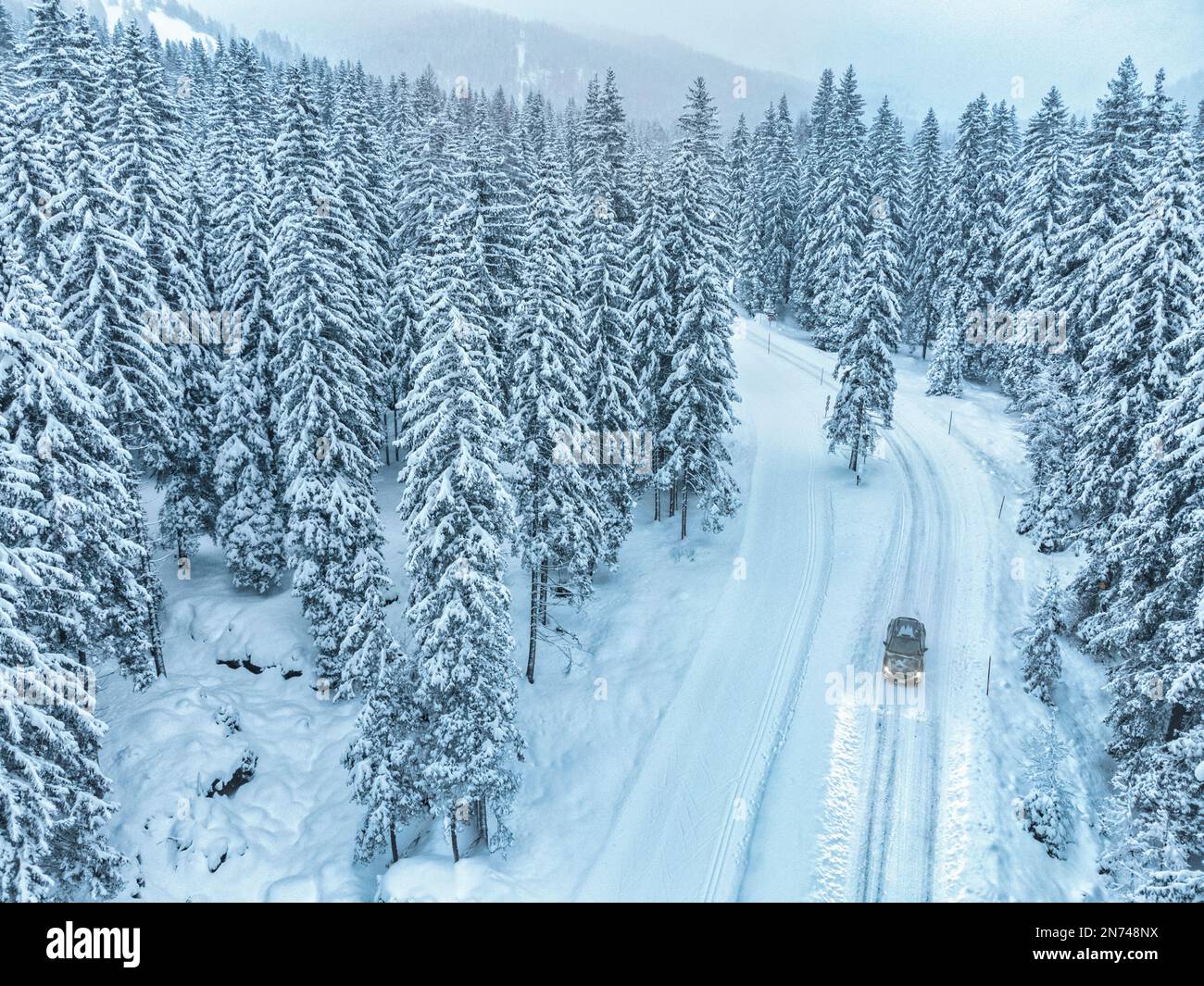 Italien, Venetien, Belluno, Crossover-Auto im Winter auf einer verschneiten Straße durch einen Tannenwald, Dolomiten Stockfoto