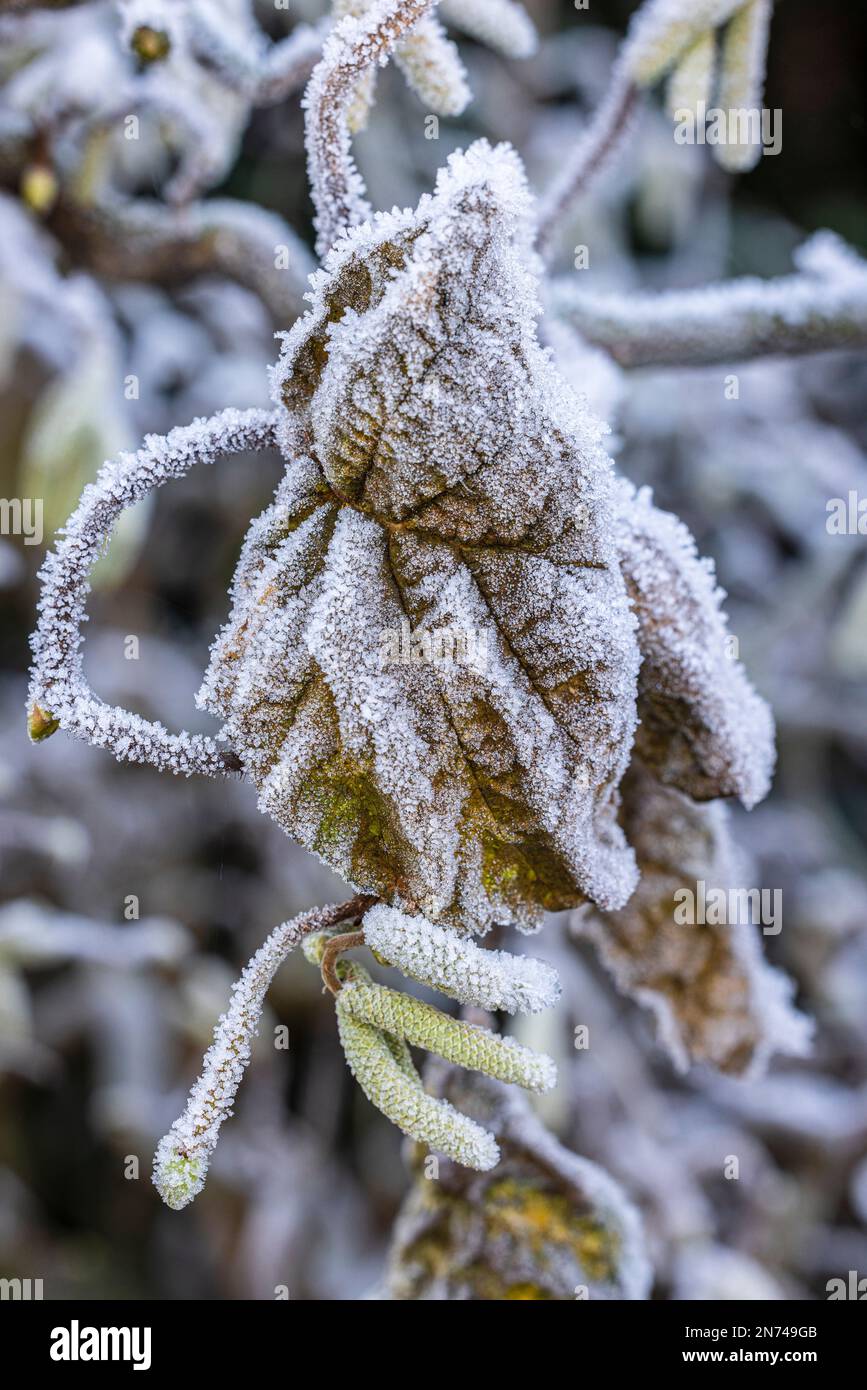 Blütenkatzen aus Haselbusch (Corylus avellana) bedeckt mit Heiserfrost Stockfoto