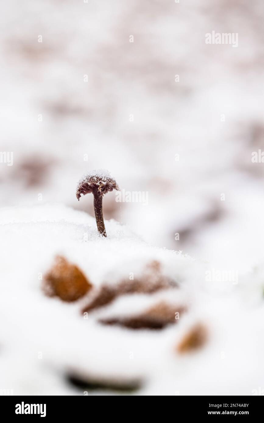 Waldboden, Pilze mit Schnee bedeckt Stockfoto