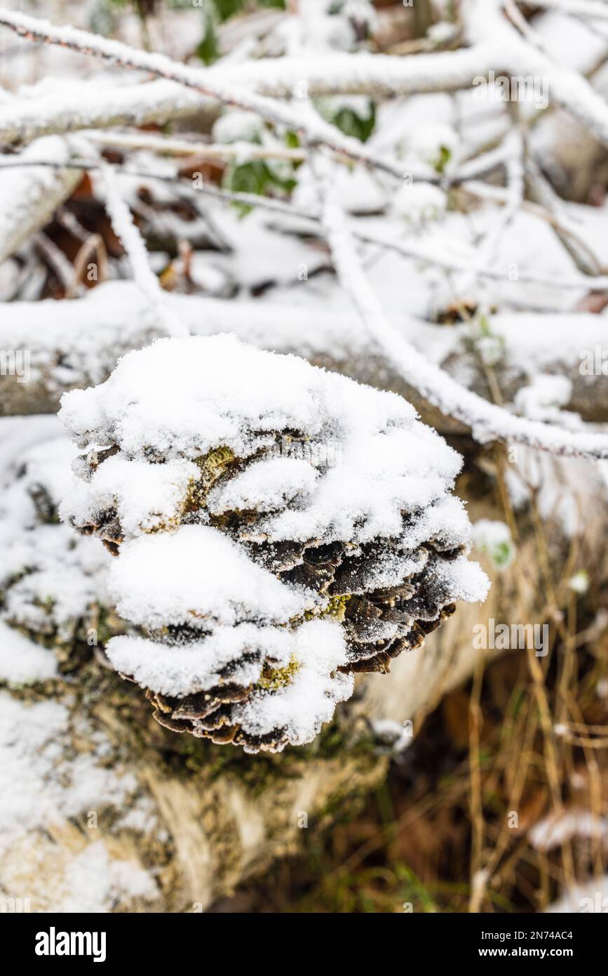 Waldboden, Pilze mit Schnee bedeckt Stockfoto