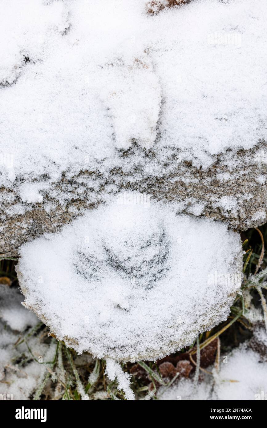 Waldboden, Pilze mit Schnee bedeckt Stockfoto