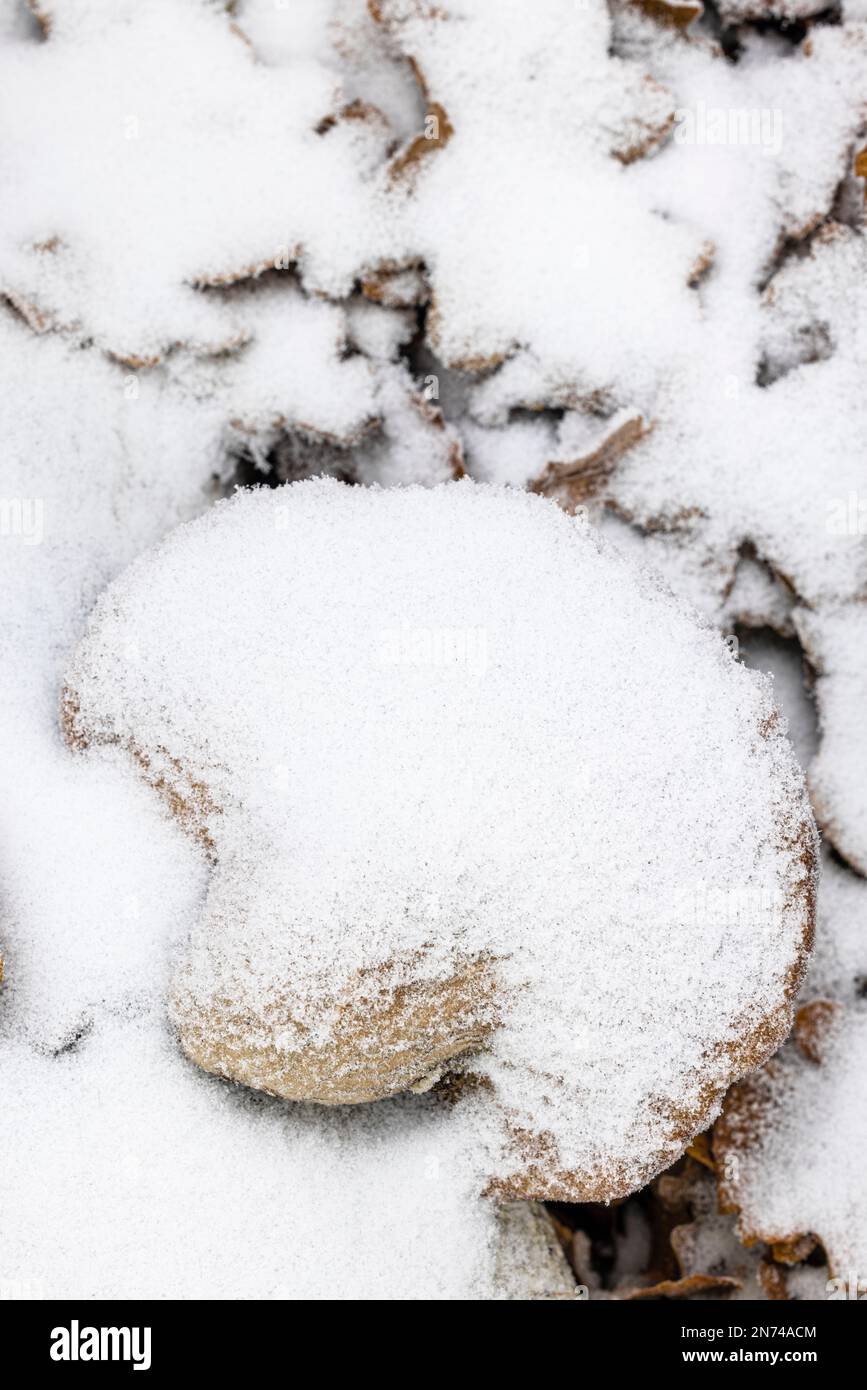 Waldboden, Pilze mit Schnee bedeckt Stockfoto