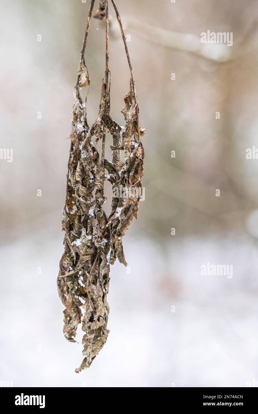 Getrocknete Blätter des letzten Jahres mit Schneekristallen bedeckt, authentische Natur Stockfoto