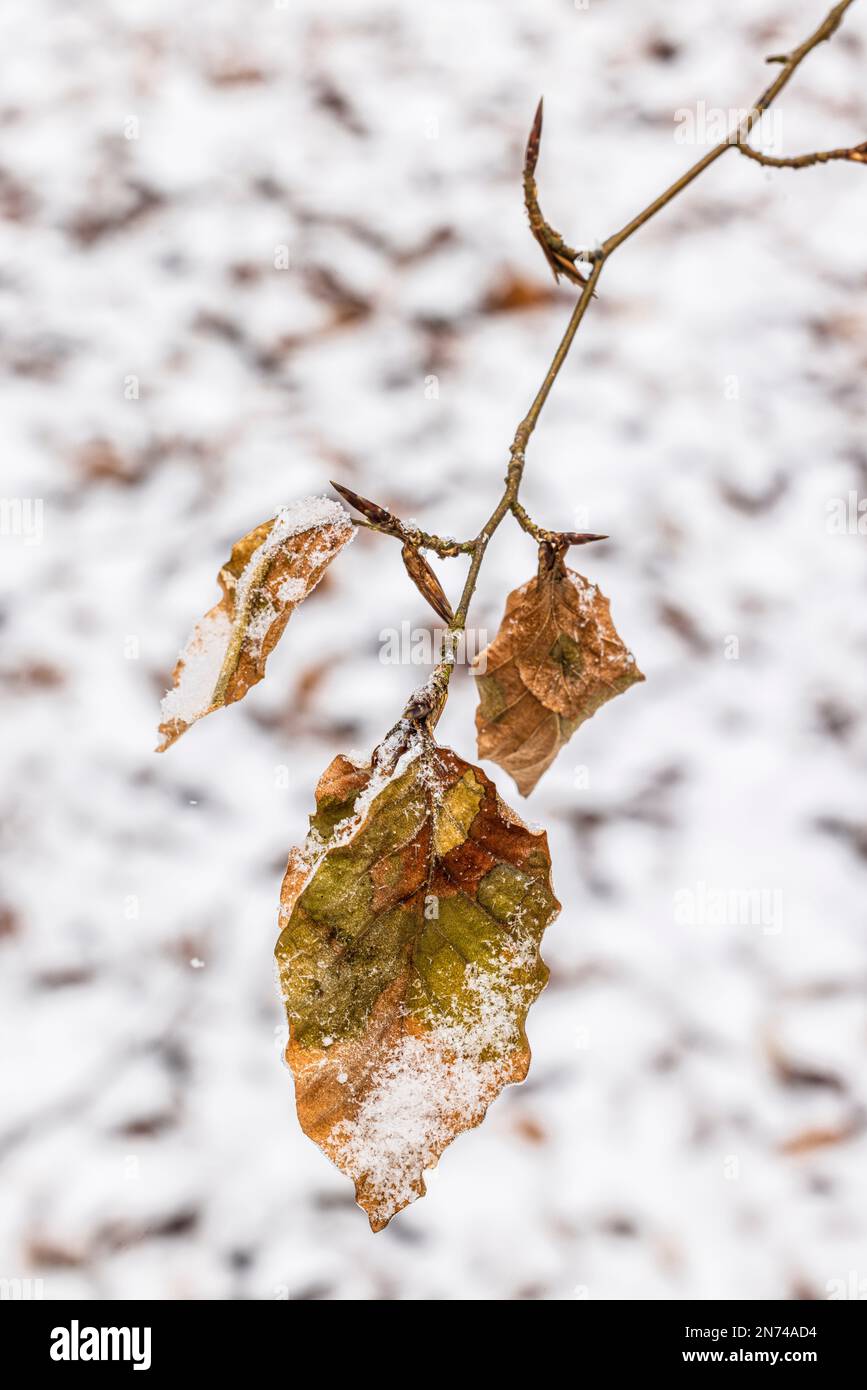 Getrocknete Blätter des letzten Jahres mit Schneekristallen bedeckt, authentische Natur Stockfoto