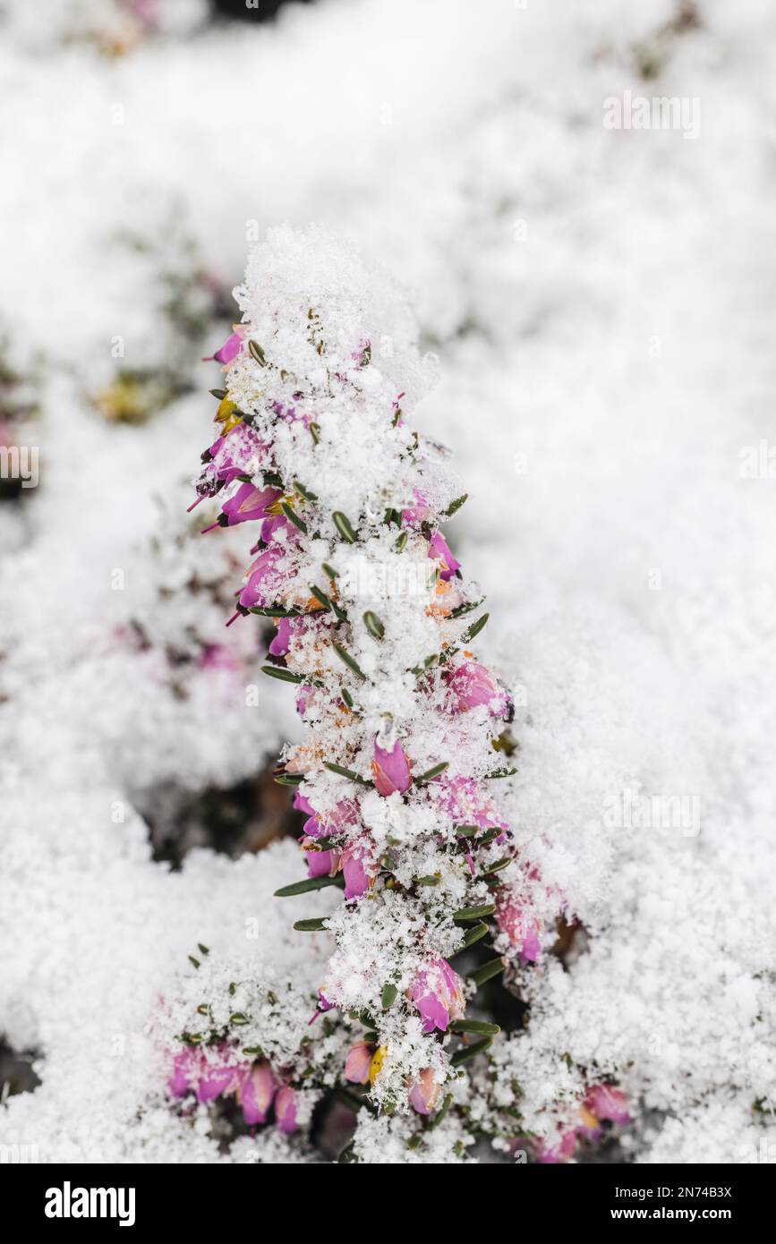 Blühende Schneeheuse (Erica Carnea), bedeckt mit Heiserfrost im Dezember Stockfoto