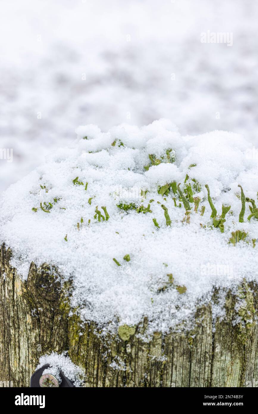 Flechten (Cladonia pyxidata) mit Eiskristallen befallen, im Winter mit Schnee auf Holzpfählen bedeckt Stockfoto