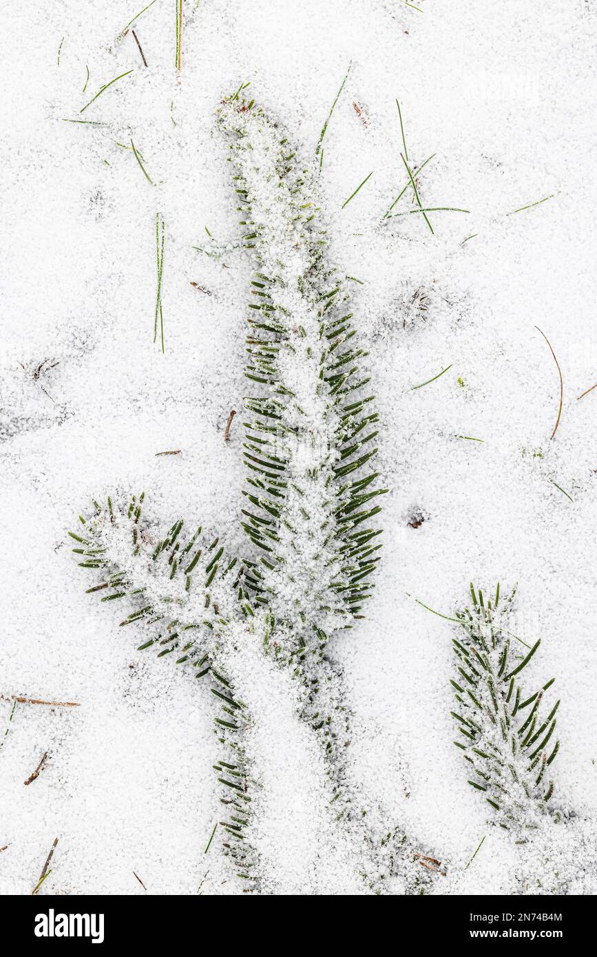 Tannenzweig liegt auf dem Walboden, bedeckt mit Schnee, Wald Stille Leben Stockfoto