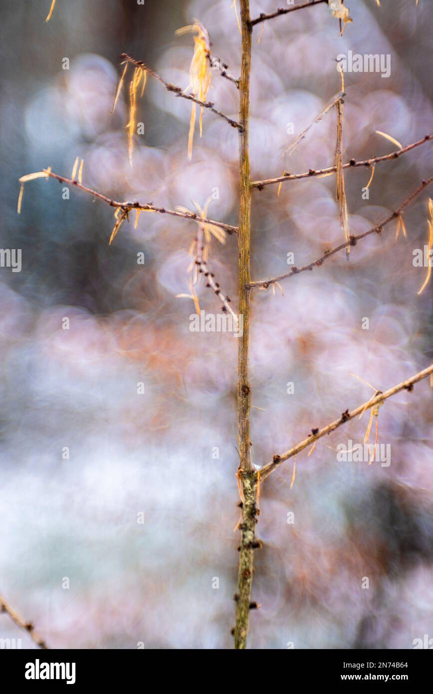 Hintergrund aus Natur, Wald, abstrakt, Bokeh Stockfoto