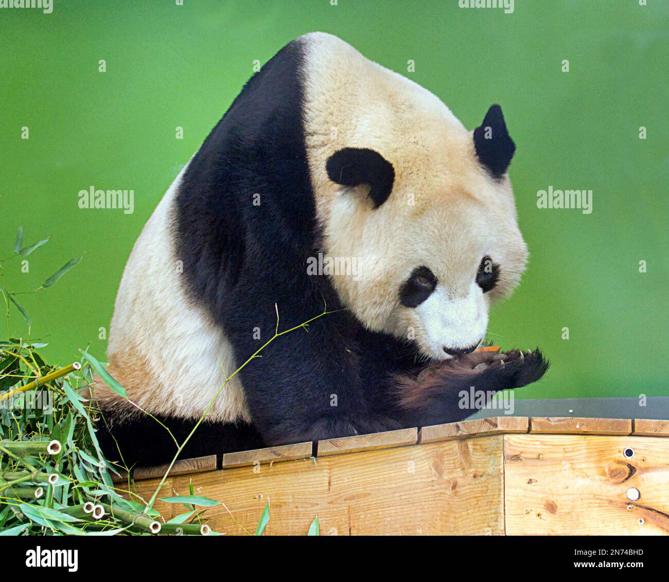 panda im zoo von edinburgh isst Beeren von der Pfote Stockfoto