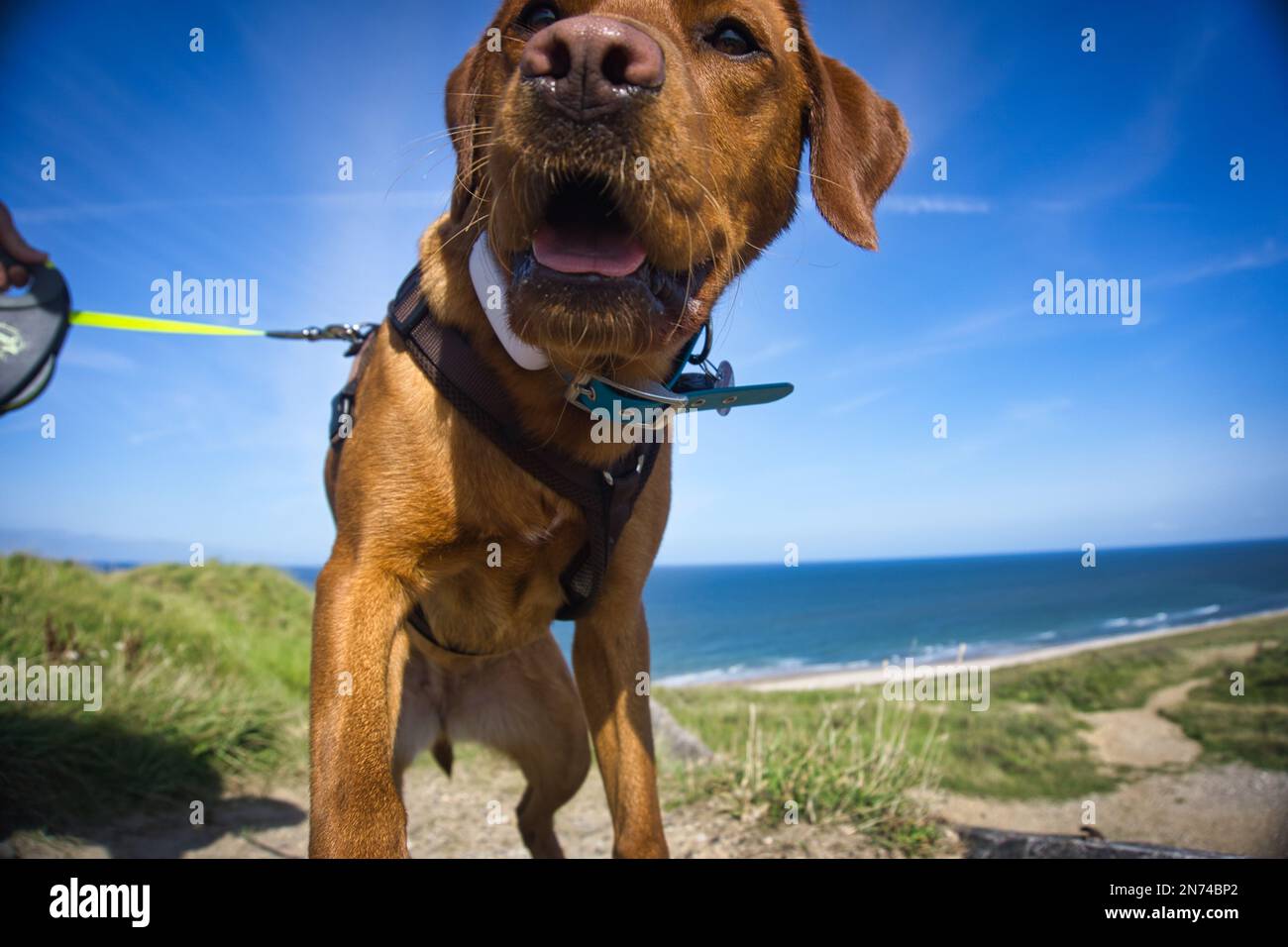 Hund in Sanddünen Stockfoto