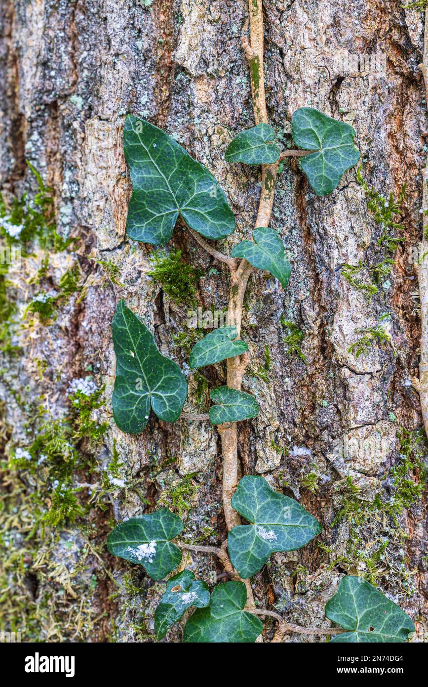 Nahaufnahme der Baumrinde, Hintergrundbild, Efeu-Wachstum Stockfotografie -  Alamy