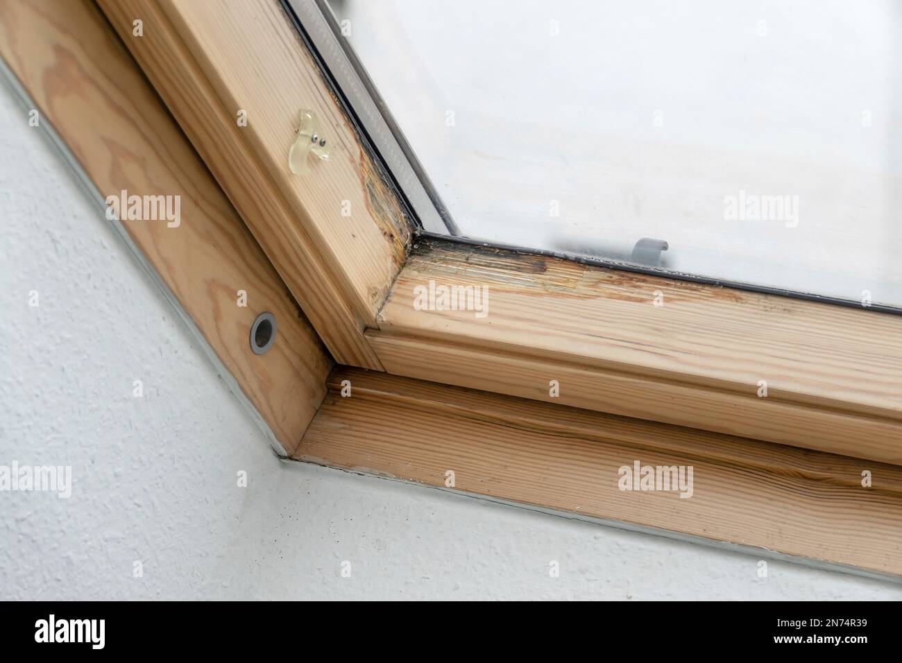 Kondensationsabscheidungsfolgen an der Innenseite eines Holzdachfensters Stockfoto