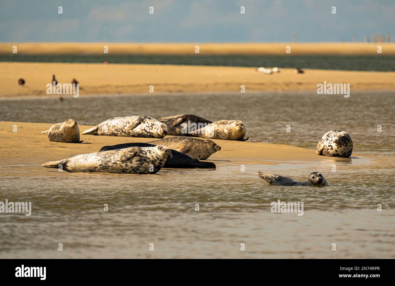Graue Robben, Wadden Sea Island Borkum Stockfoto