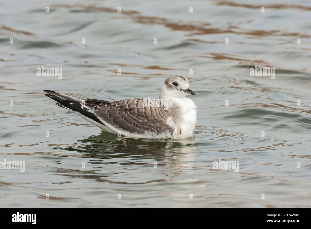 Sabinagull oder Gabelschwanzmöwe, Xema sabini, Single unreifer Vogel, der auf See schwimmt, Cley, Norfolk, Vereinigtes Königreich Stockfoto