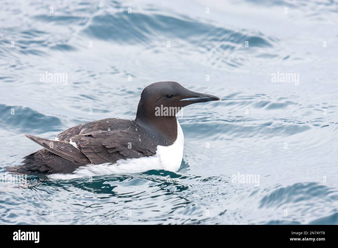 Dickschnabelmurre oder Brunnichs Guillemot, Uria Lomvia, alleinstehender Erwachsener, der auf dem Meer schwimmt, Svalbard, Spitsbergen Stockfoto