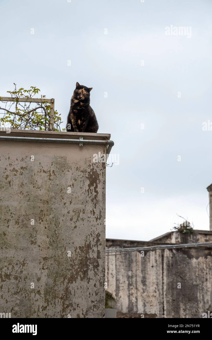 Eine schwarz-braun gefleckte Katze, die an der Ecke einer hohen Wand sitzt und auf die vorbeifahrenden Menschen an der Amalfiküste blickt Stockfoto