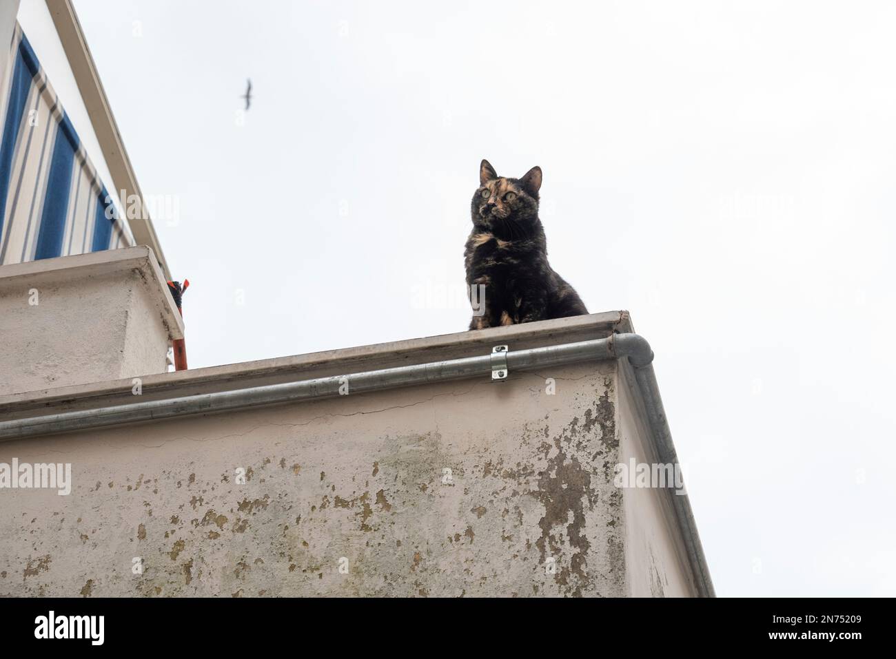 Eine schwarz-braun gefleckte Katze, die an der Ecke einer hohen Wand sitzt und auf die vorbeifahrenden Menschen an der Amalfiküste blickt Stockfoto