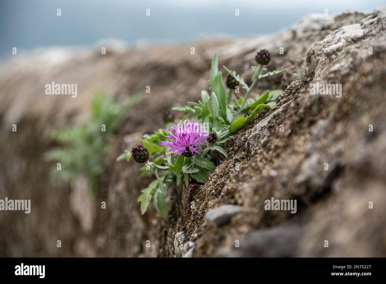 Eine kleine Mutterblume, die an einer Wand an der Amalfiküste in Süditalien wächst Stockfoto