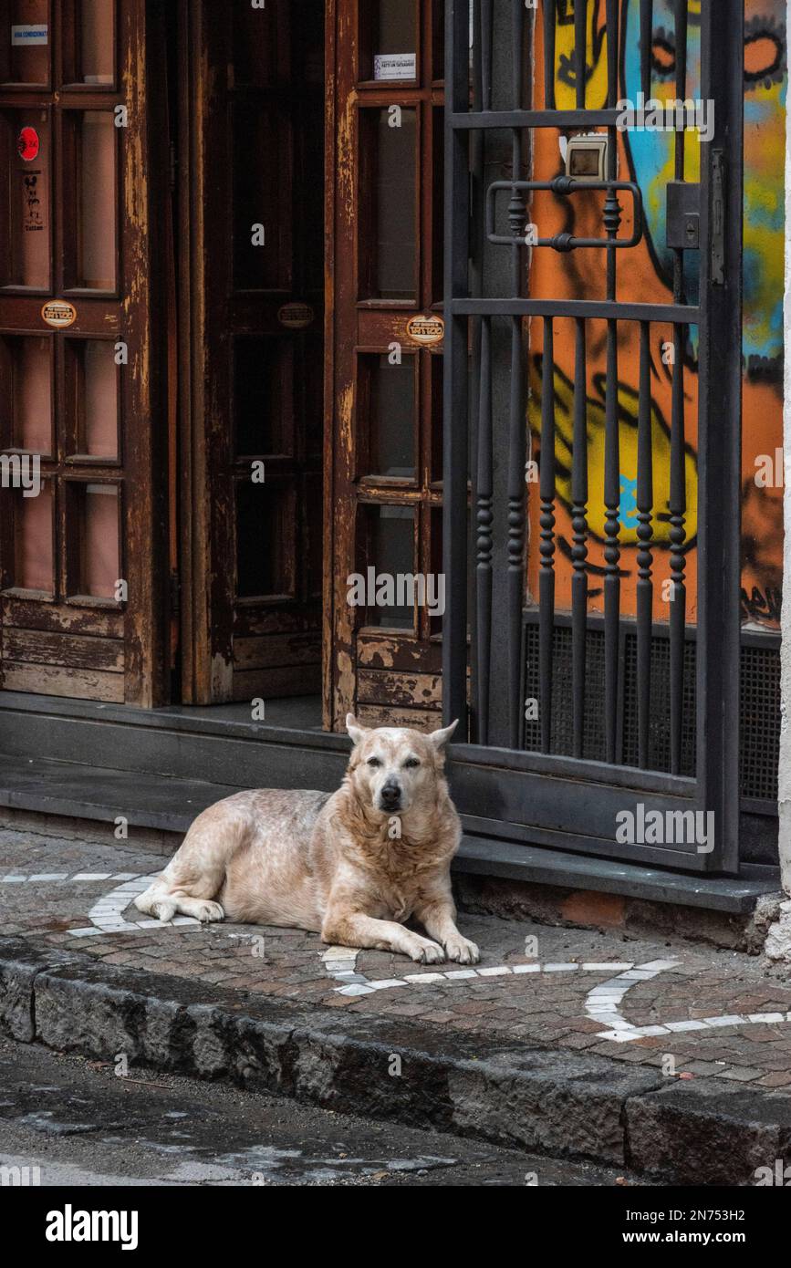 Ein streunender Hund, der faul auf dem Bürgersteig liegt, ein buntes Geschäft im Hintergrund, Italien Stockfoto