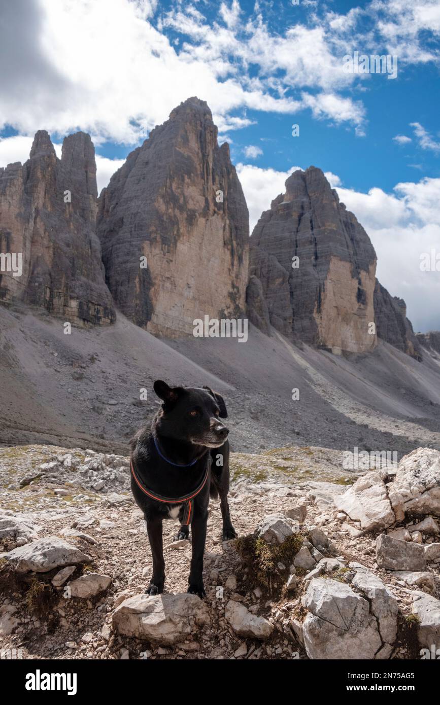 Eine weibliche Person, die einsam mit ihrem Hund durch die drei Zinnen, die Dolomiten in Südtirol, wandert Stockfoto