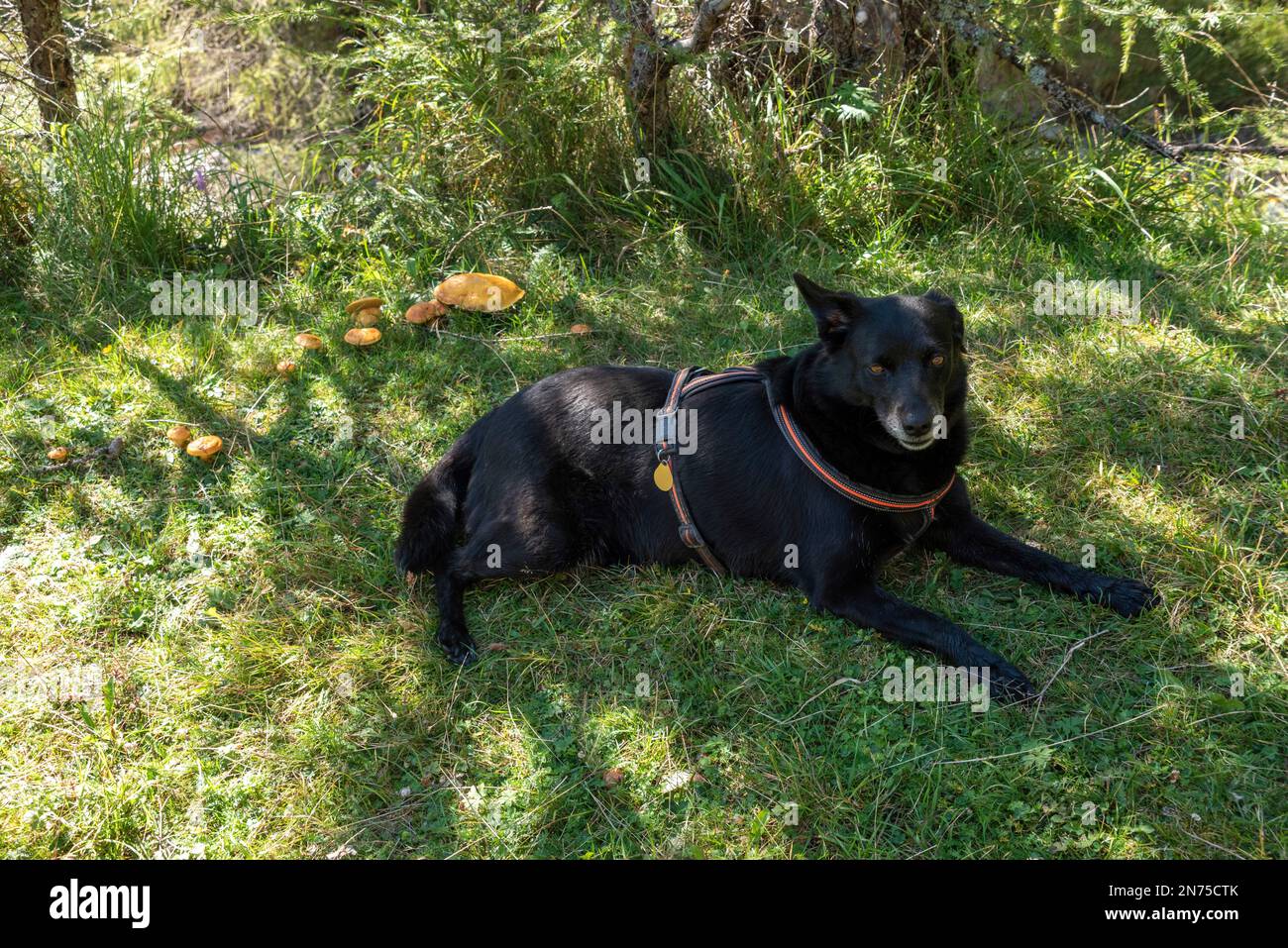 Ein Hund, der faul im Gras ruht, unter einigen Bäumen, Pilze wachsen an der Seite Stockfoto
