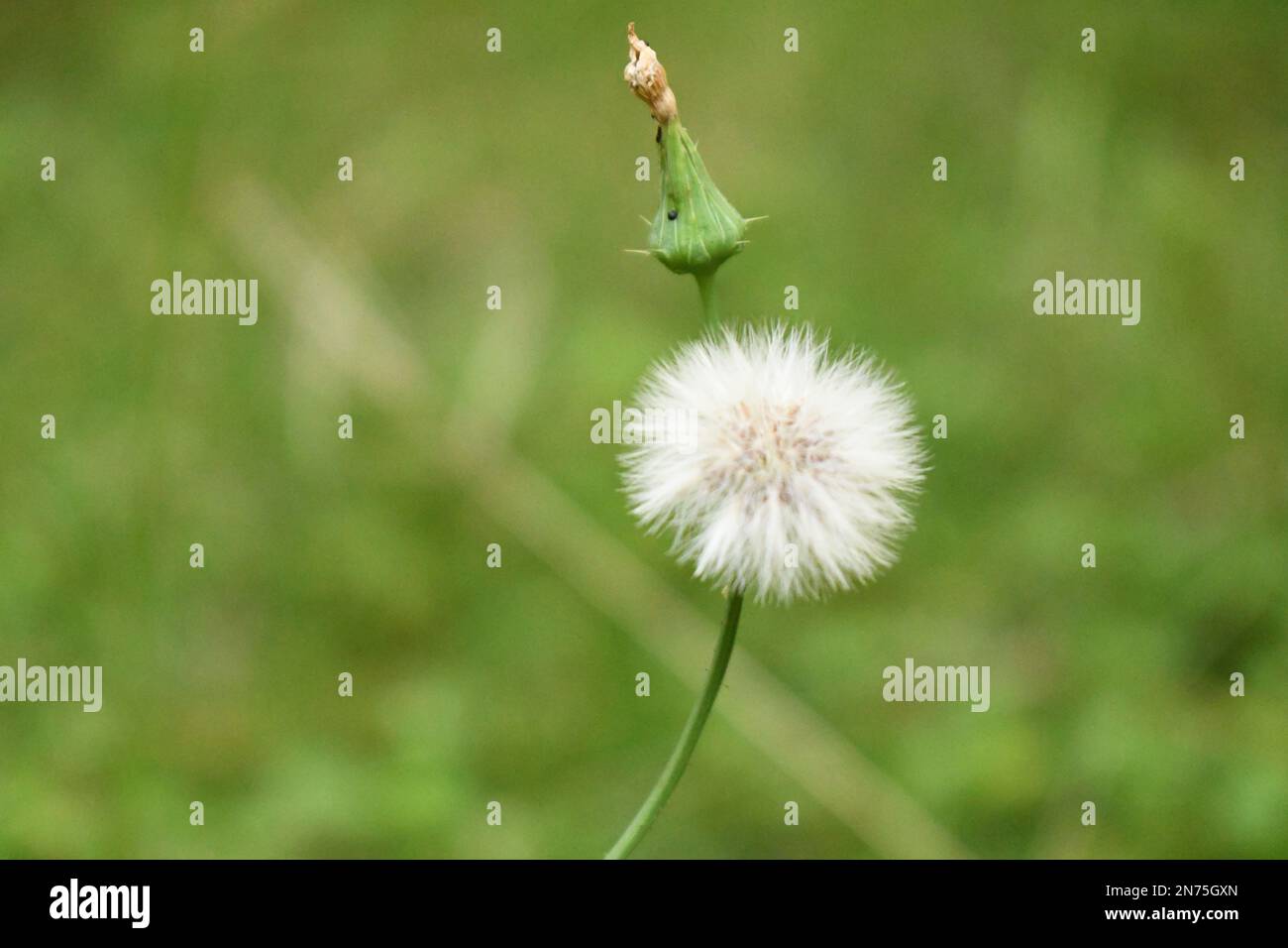 Dente de Leão - Taraxacum officinale Stockfoto