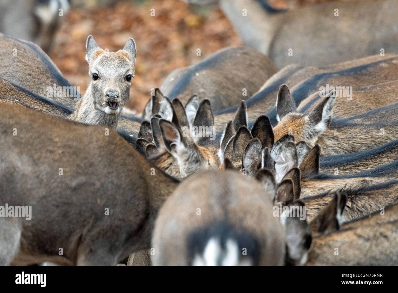 Sika-Spiel beim Füttern Stockfoto
