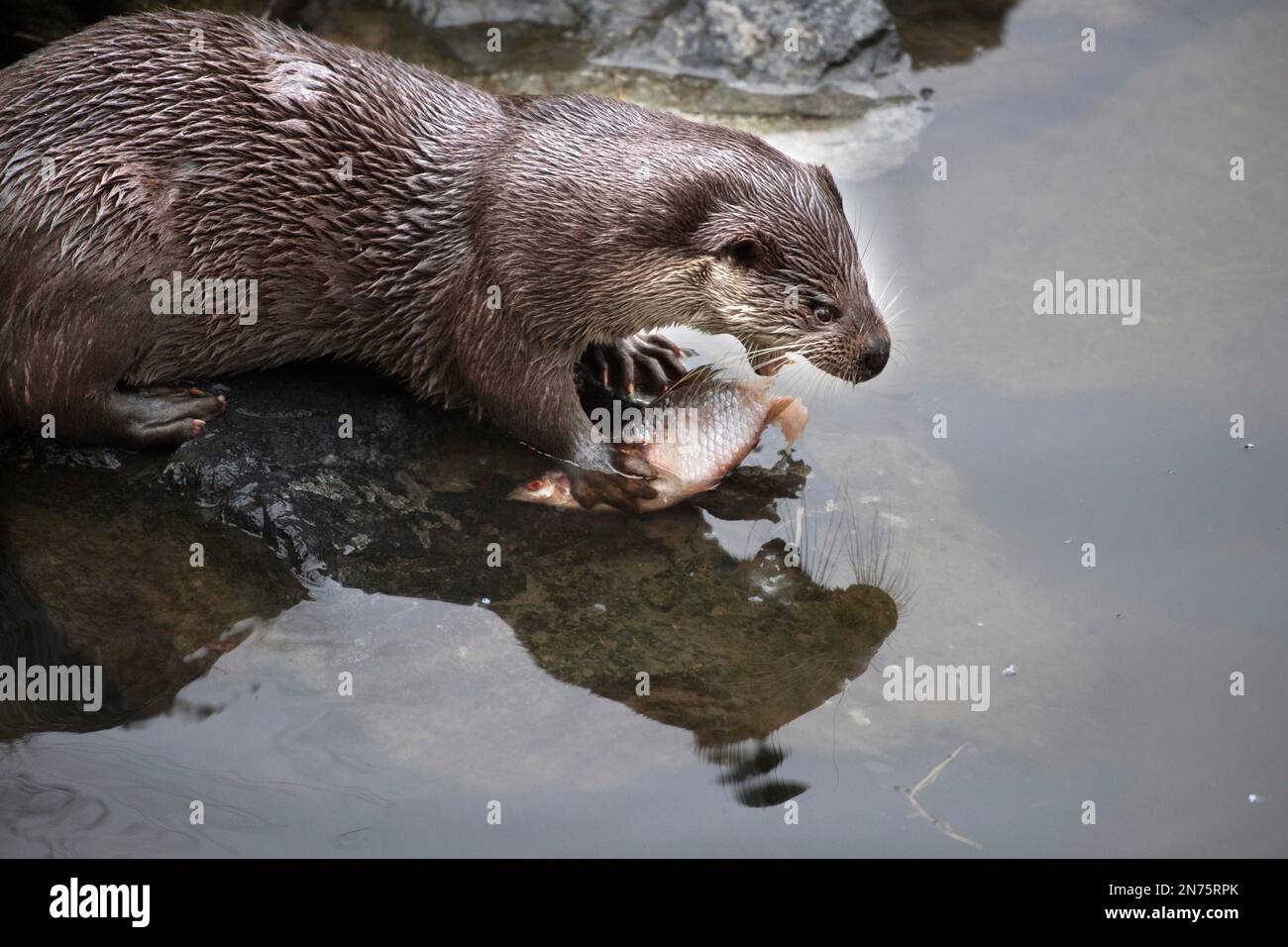 Otter mit Beute Stockfoto