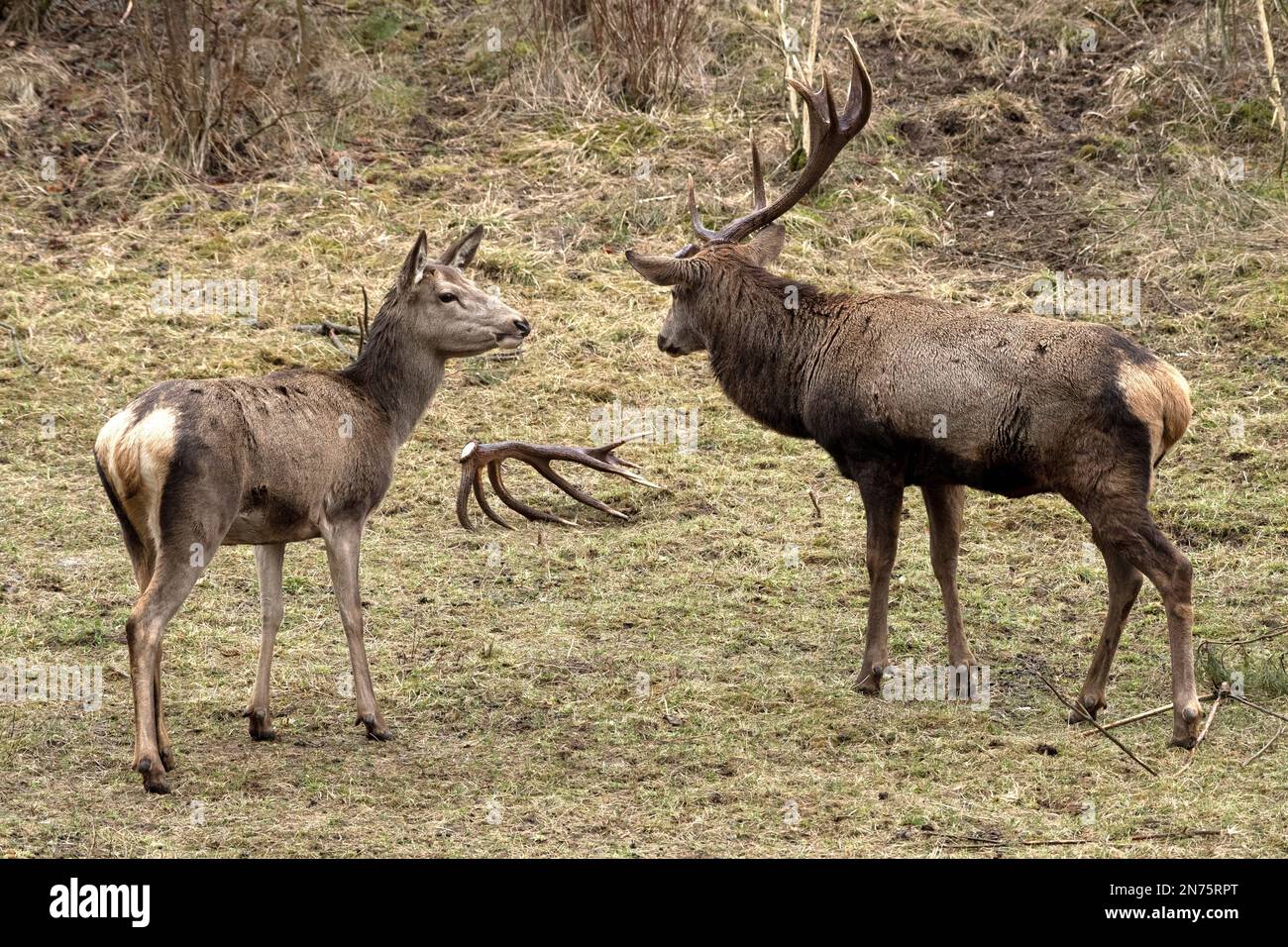 Rotwild im Frühling, Hirsch und Hirsch mit nur einem Geweihstock Stockfoto