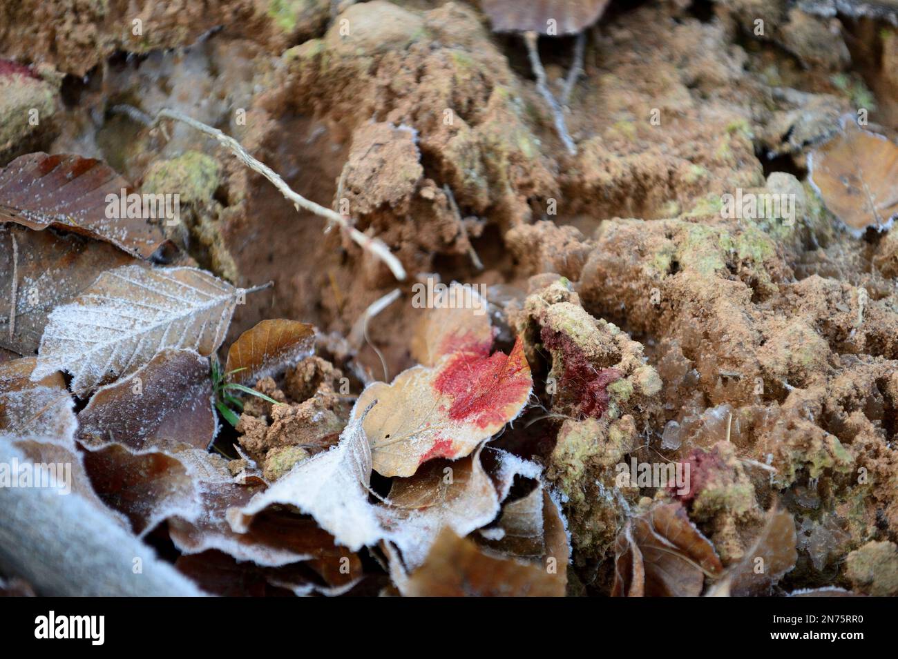 Fahr die Jagd in Stadtprozelten, Blutspur im Wald Stockfoto