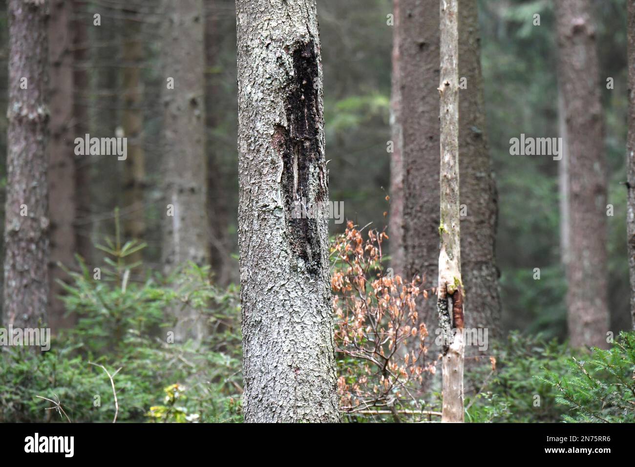 Schälschäden am Baumstamm Stockfoto