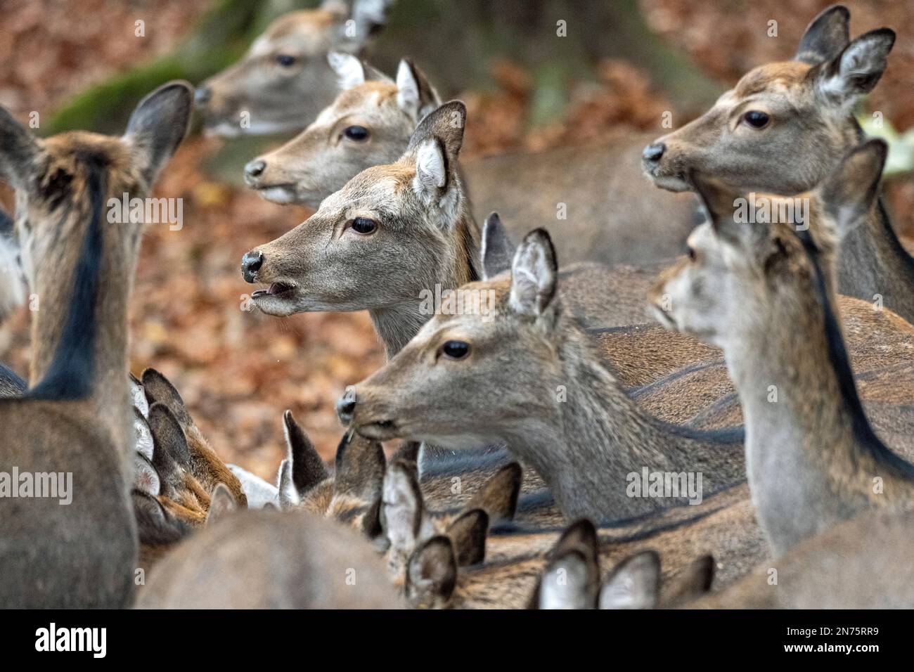 Sika-Spiel beim Füttern Stockfoto