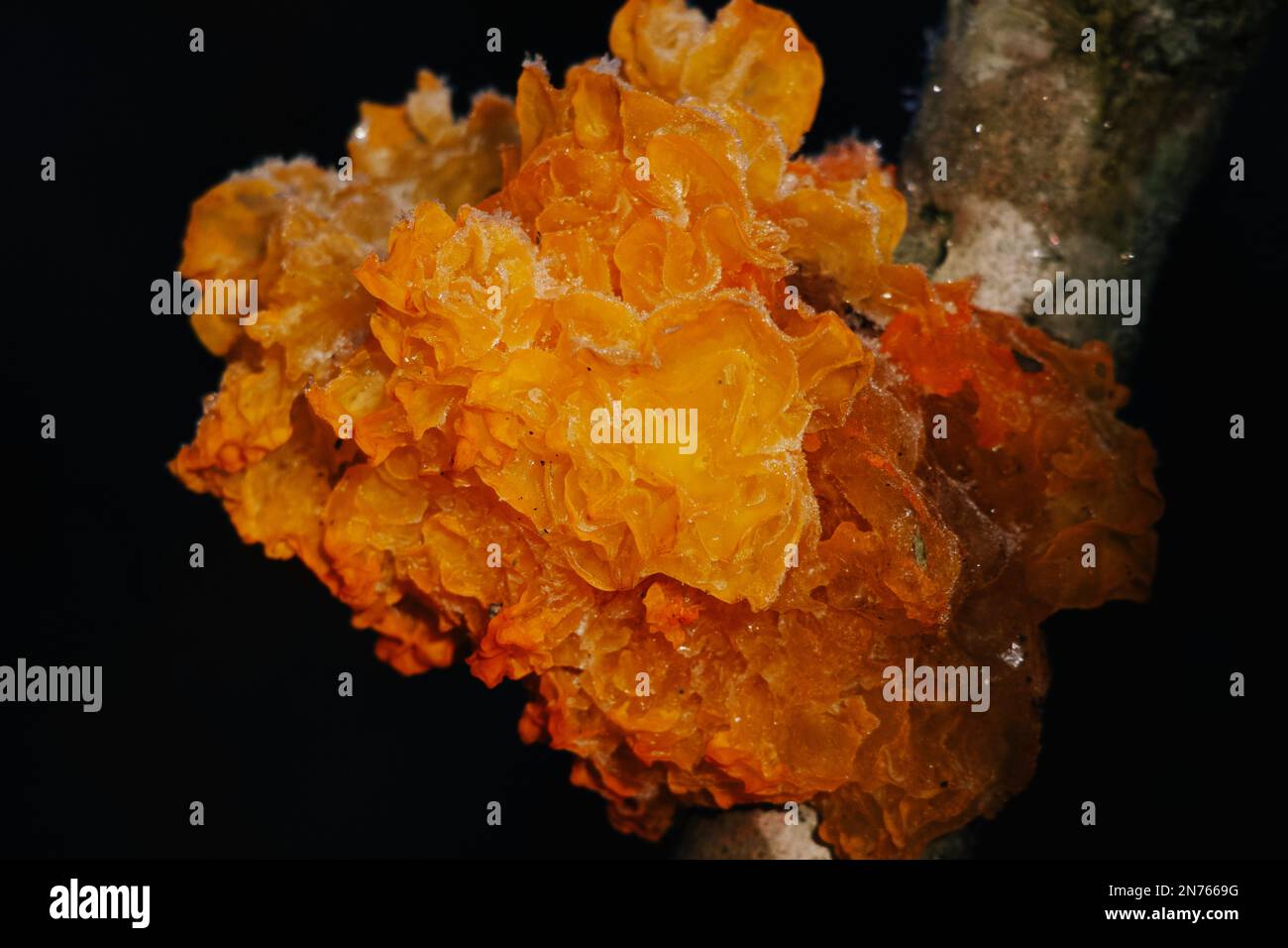 WildwaldmushroomTremella mesenterica ist eine Art ungenießbarer Pilze aus der Familie der Tremellaceae mit einem zart fruchtigen Geruch. Stockfoto