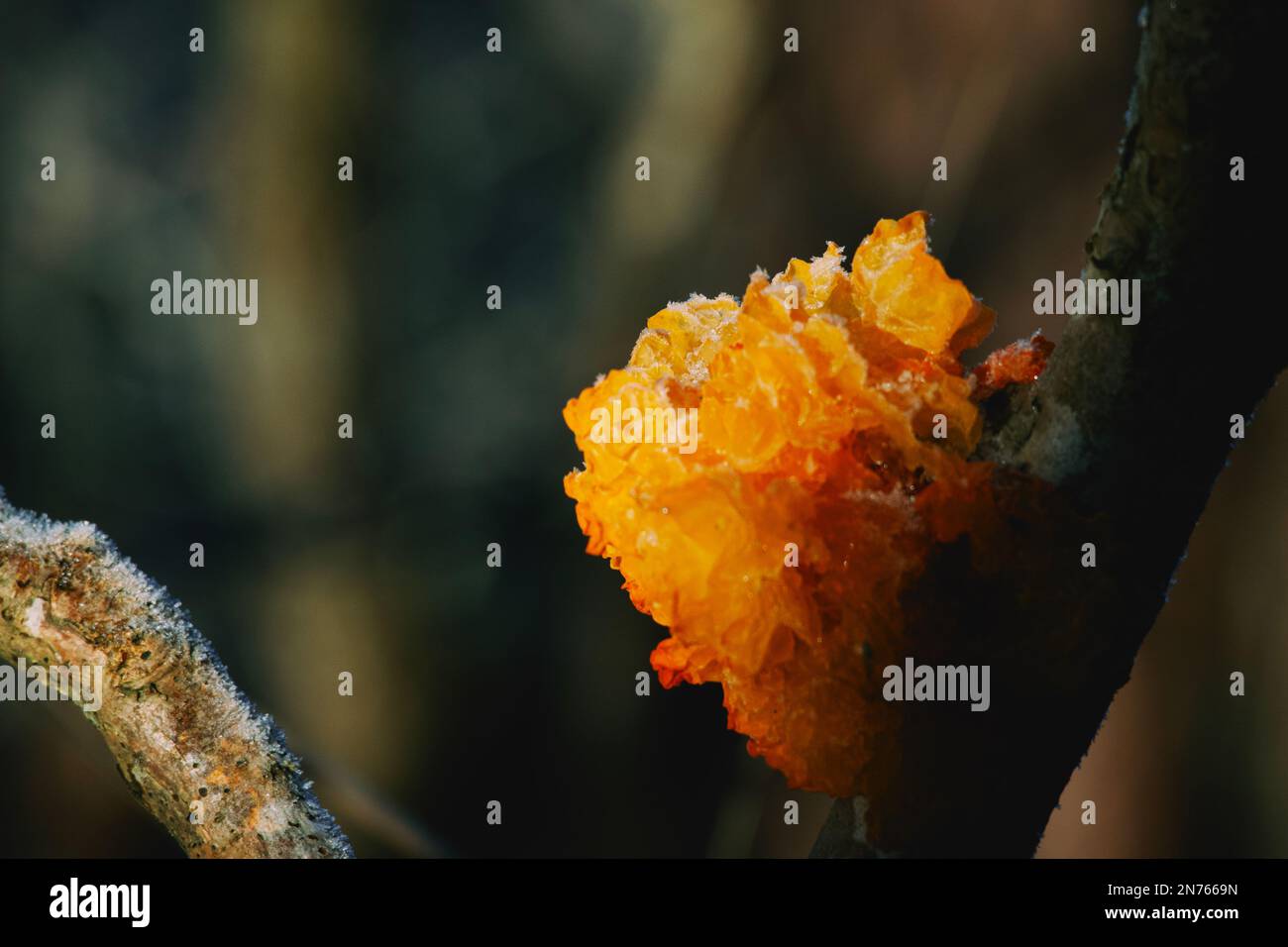 WildwaldmushroomTremella mesenterica ist eine Art ungenießbarer Pilze aus der Familie der Tremellaceae mit einem zart fruchtigen Geruch. Stockfoto